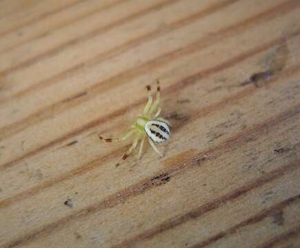 Image of Flower Crab Spiders