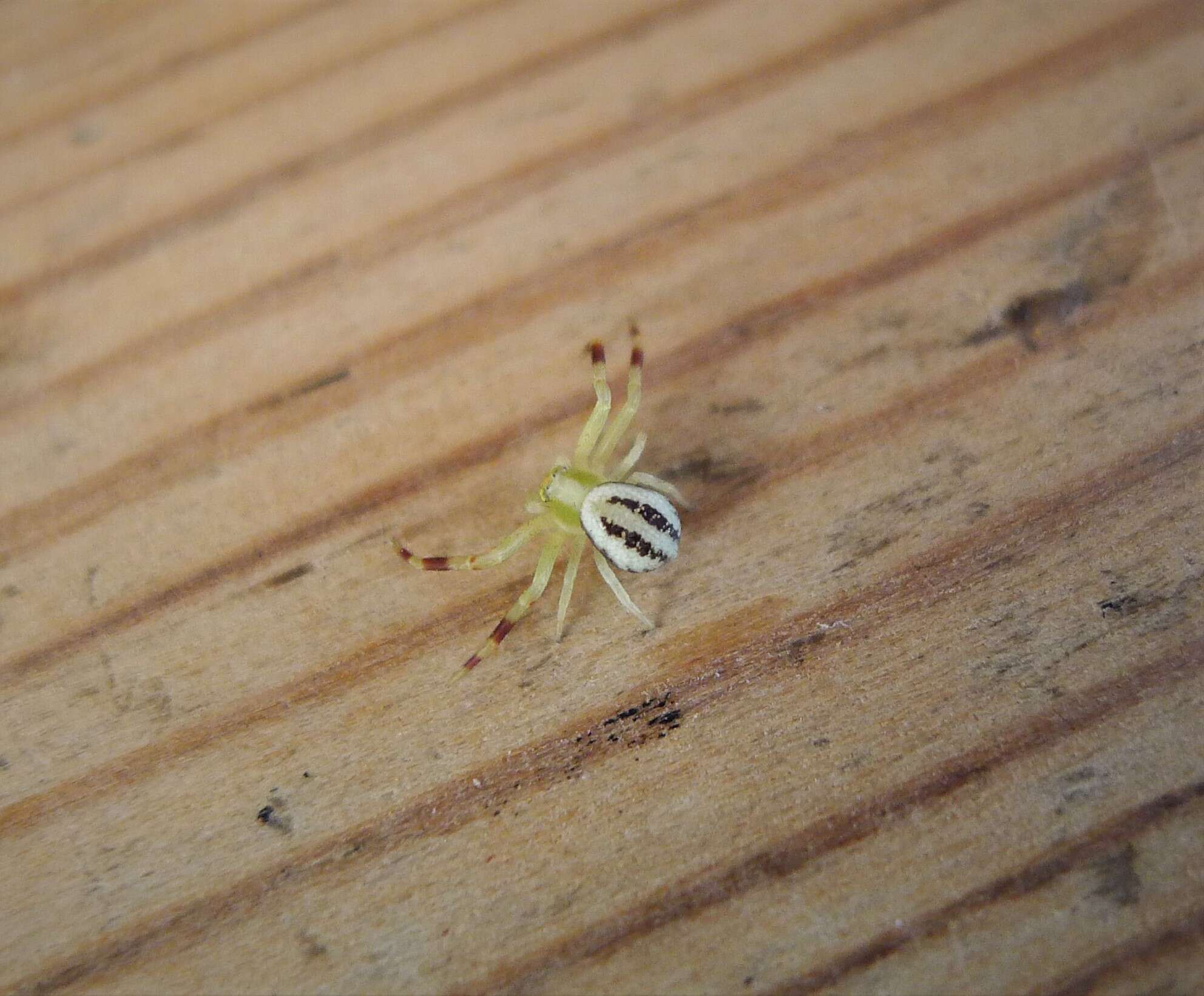 Image of Flower Crab Spiders