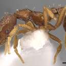 Image of <i>Strumigenys langrandi</i> Fisher