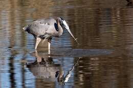 Image of Great Blue Heron