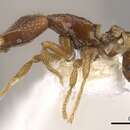 صورة Strumigenys loricata