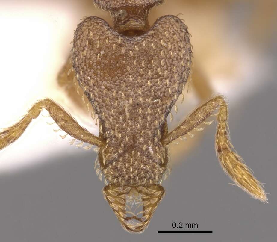 Image of Strumigenys morphica