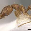 Image of Strumigenys diasphax