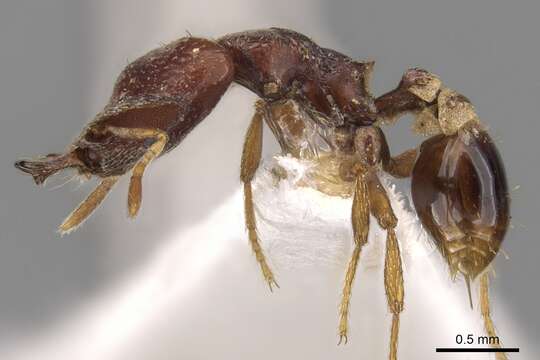 Image of Strumigenys ochosa