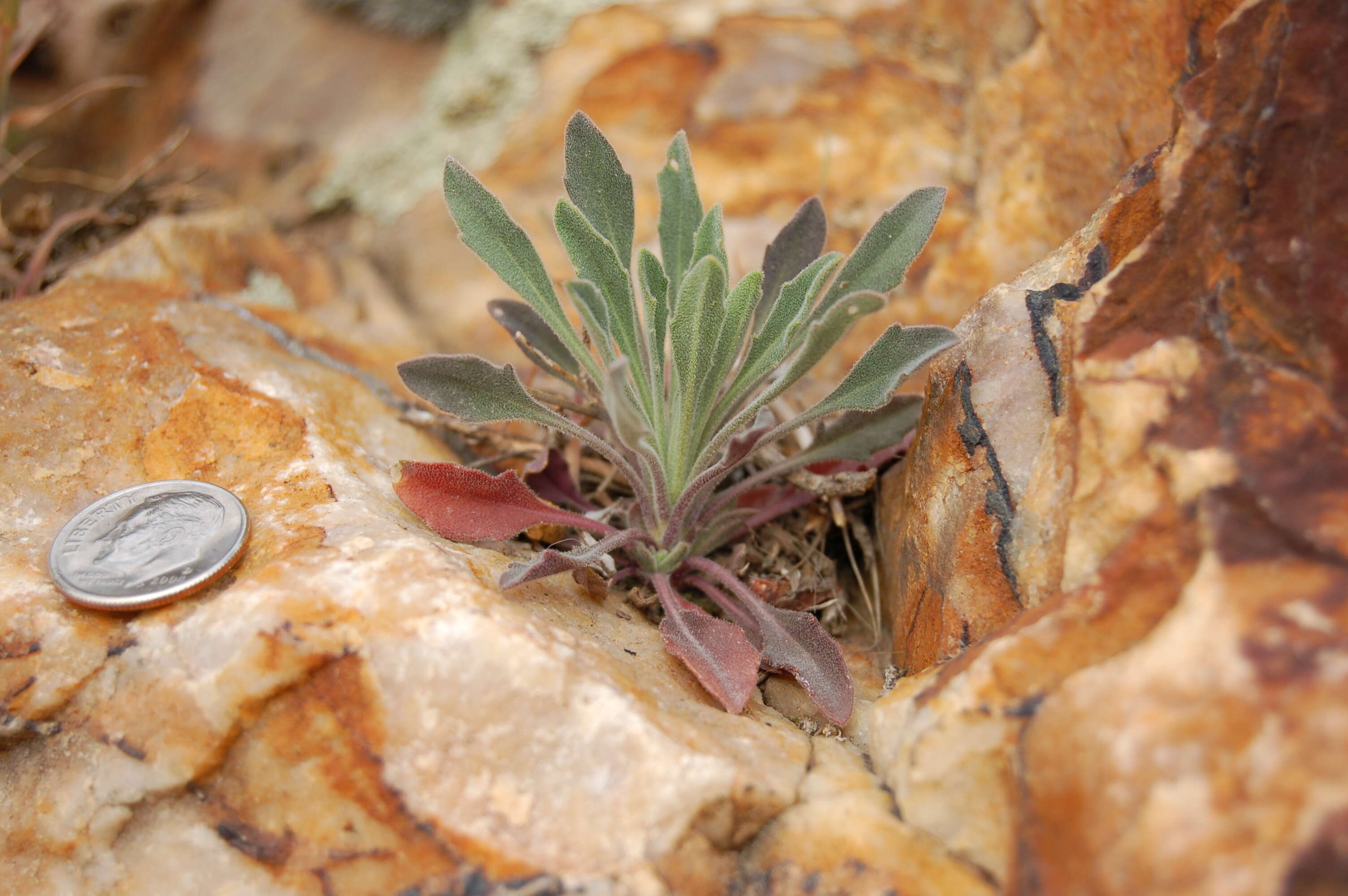 Image of perennial rockcress