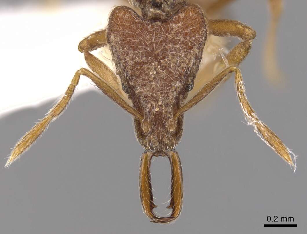 Image of Strumigenys pliocera