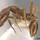 Image of Strumigenys pliocera