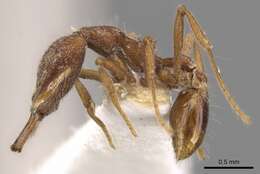 Image of Strumigenys pliocera