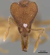Sivun Strumigenys nothomopyx kuva