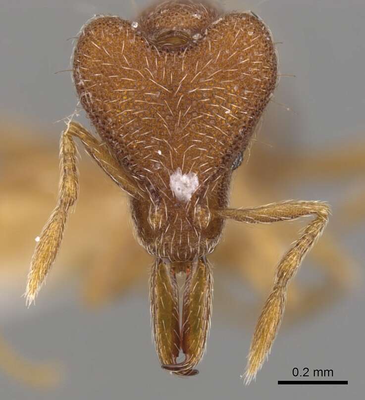 Image of Strumigenys nothomopyx