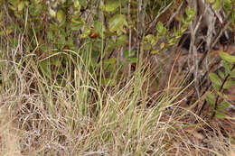 Image of cutthroat grass