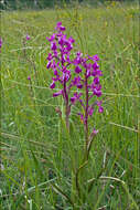 Image of Loose-flowered orchid