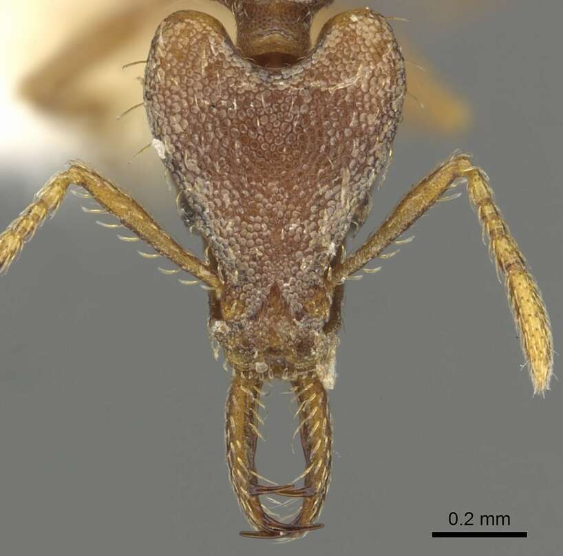 Image of Strumigenys sytaria