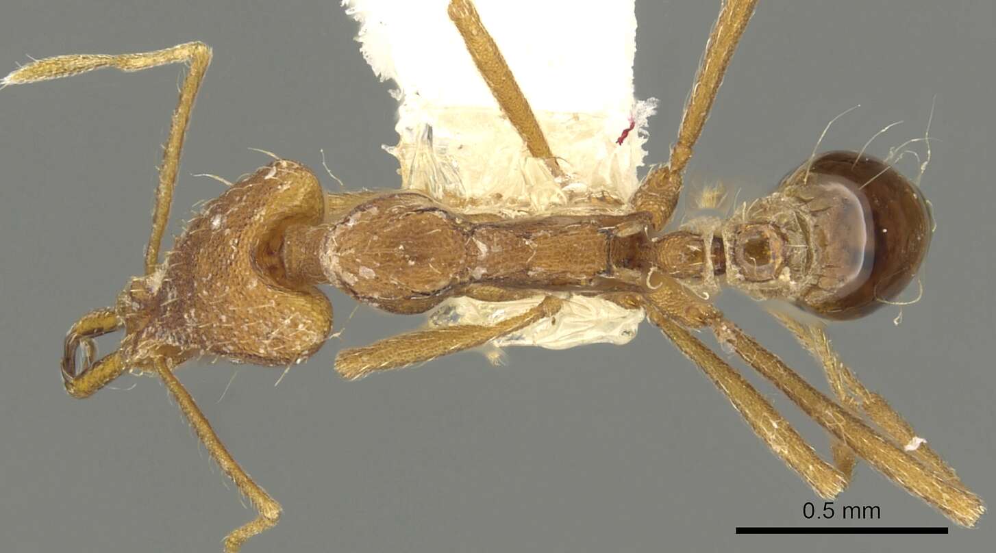 Image of Strumigenys leptorhina