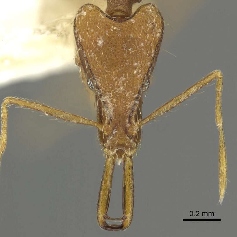 Image of Strumigenys leptorhina