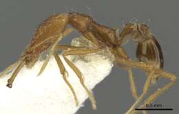 Image of Strumigenys leptorhina