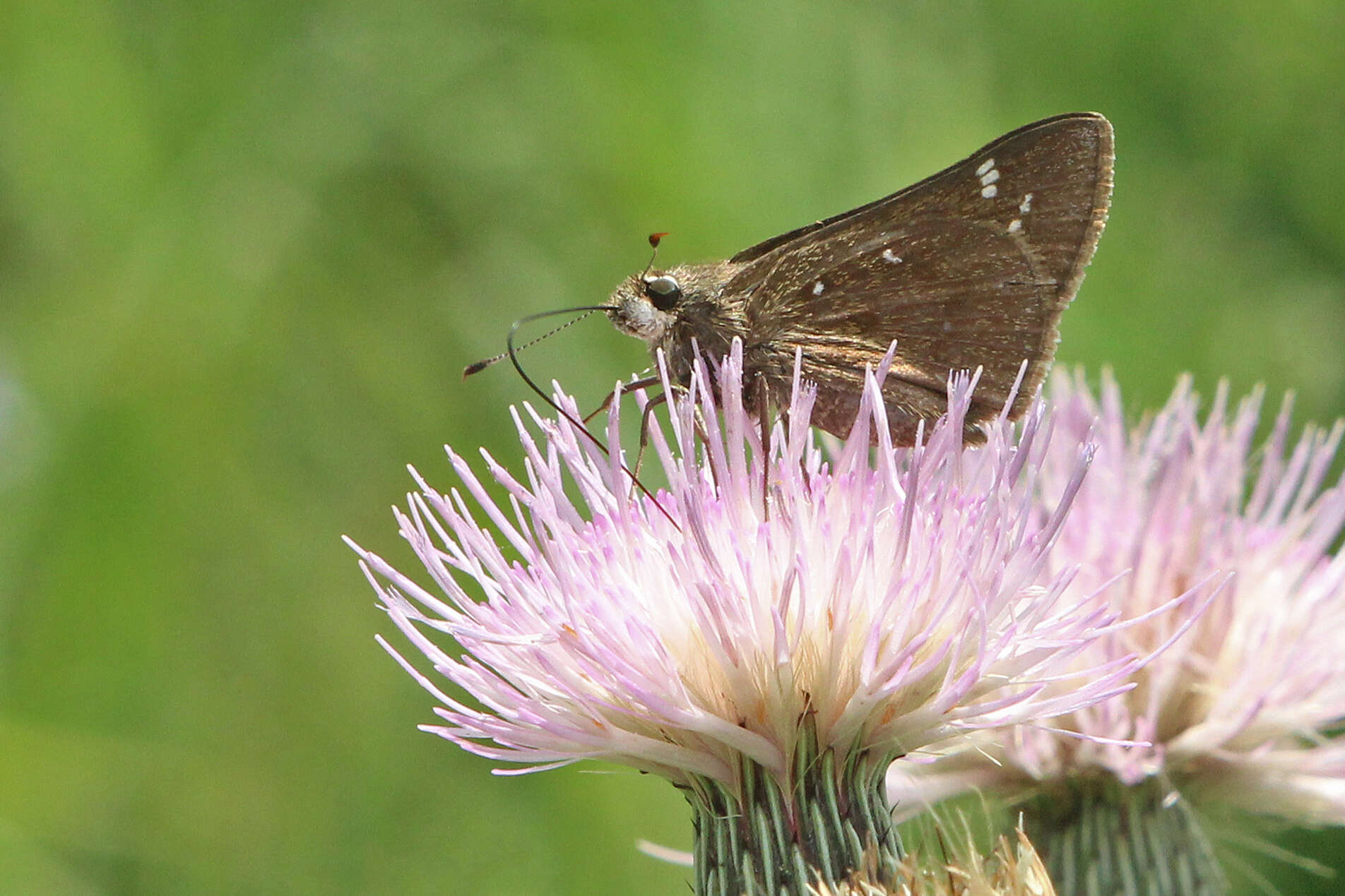 Image of Loammi Skipper