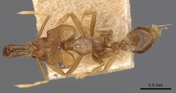 Image of Miniature Trap-jaw Ants