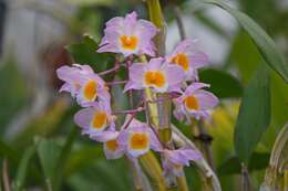 صورة Dendrobium farmeri Paxton