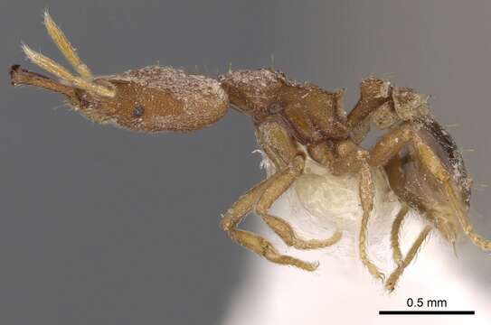 Image of Strumigenys chorosa