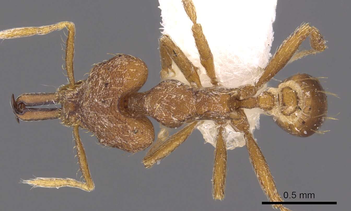 Image of Strumigenys amnesia