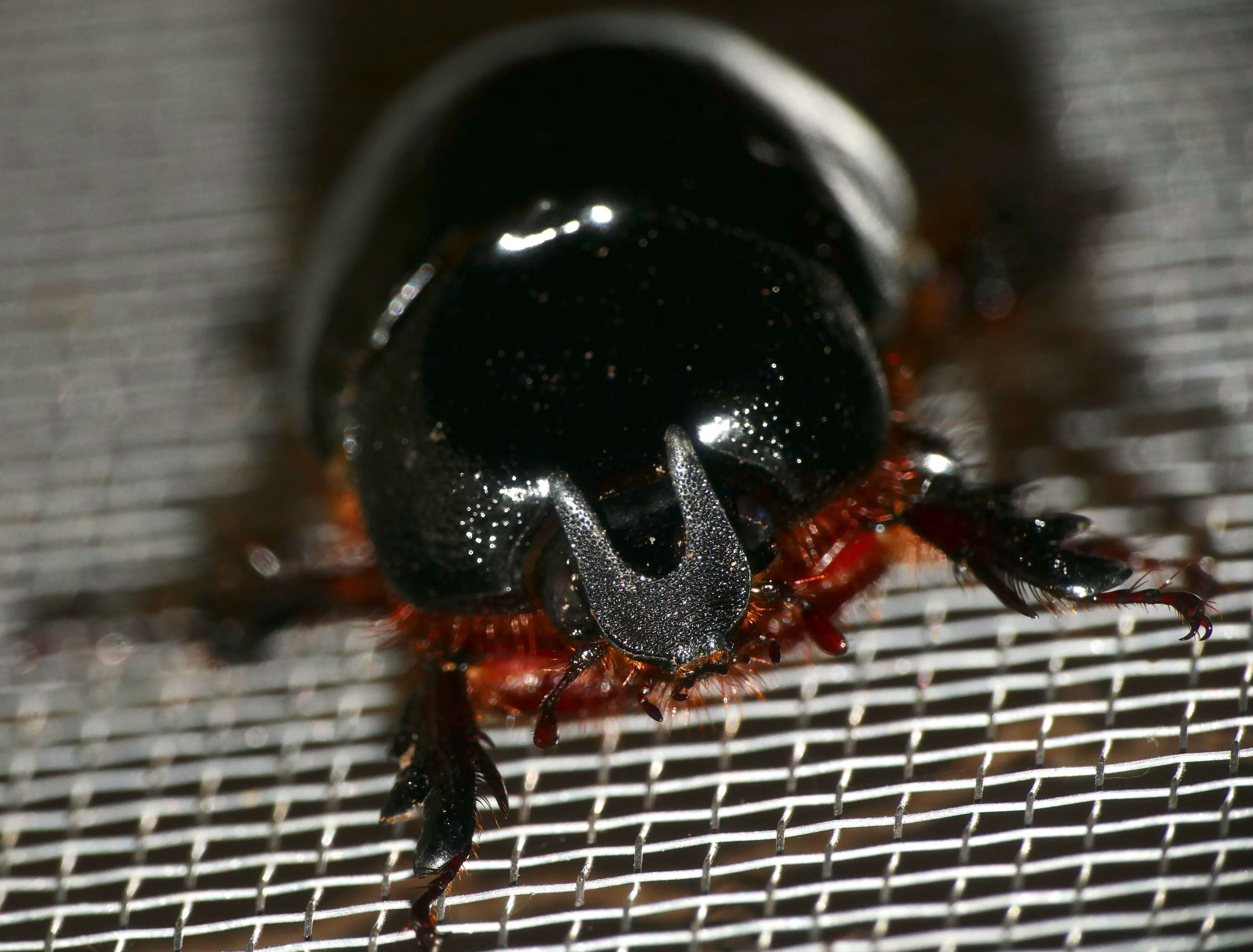 Слика од Temnorhynchus (Temnorhynchus) coronatus (Fabricius 1781)