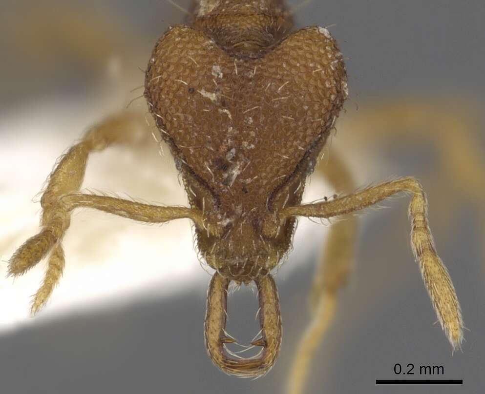 Image of Strumigenys disturba