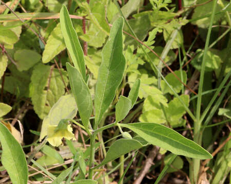 Image of Walter's groundcherry