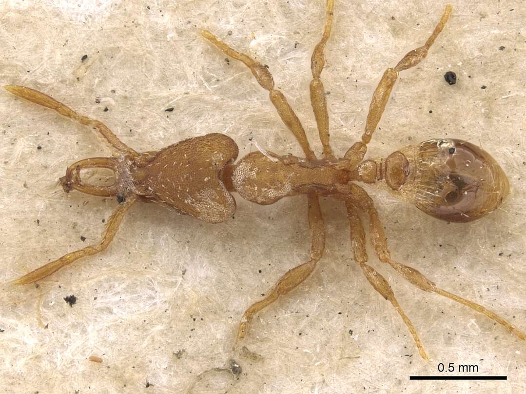 Image of Strumigenys perplexa (Smith 1876)