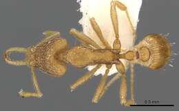 Image of Strumigenys cingatrix