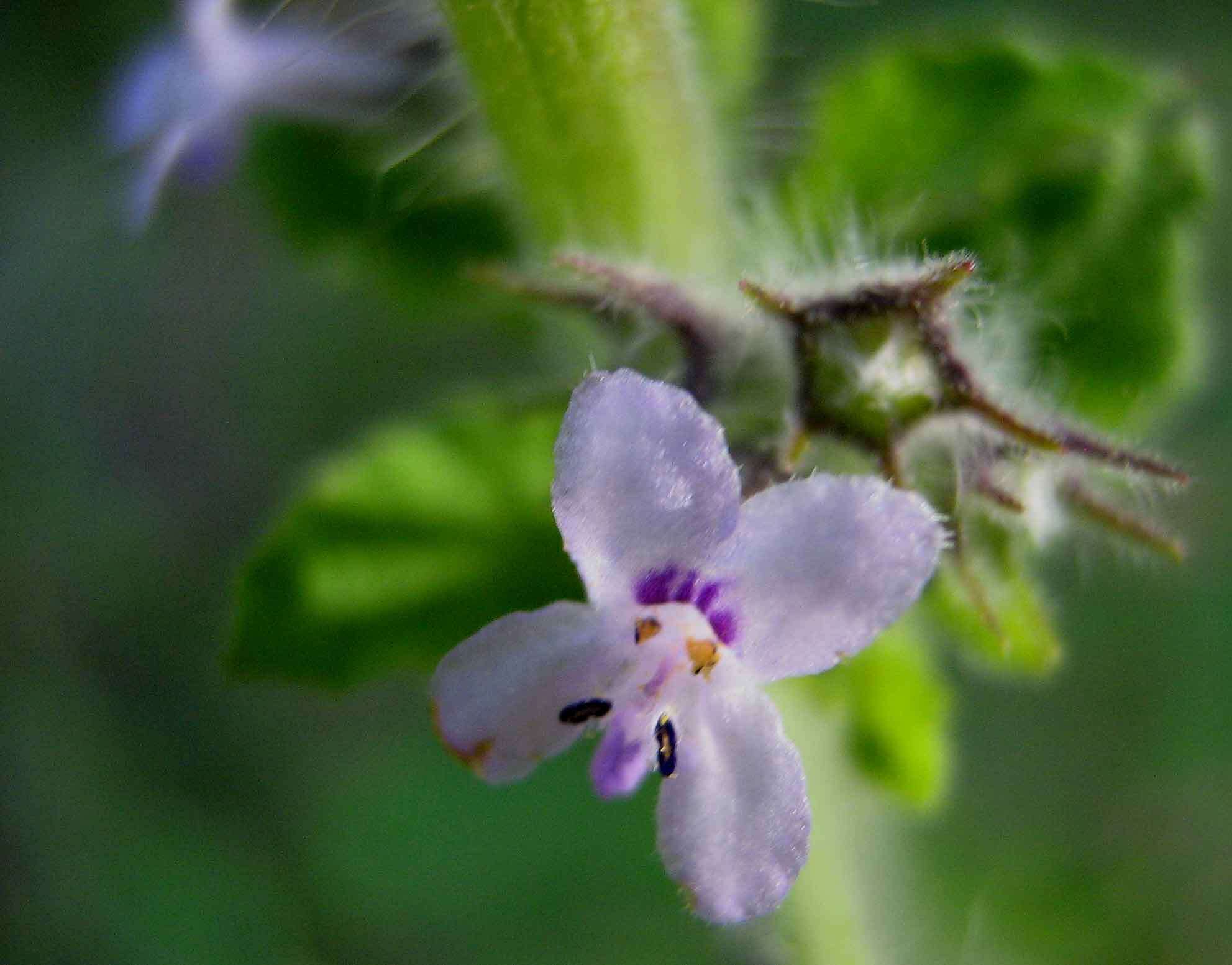 Image of Pignut