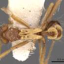 Image of Strumigenys philiporum Brown 1988