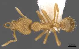 Image of <i>Strumigenys sutrix</i>