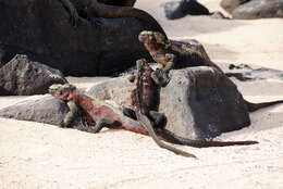 Image of marine iguana