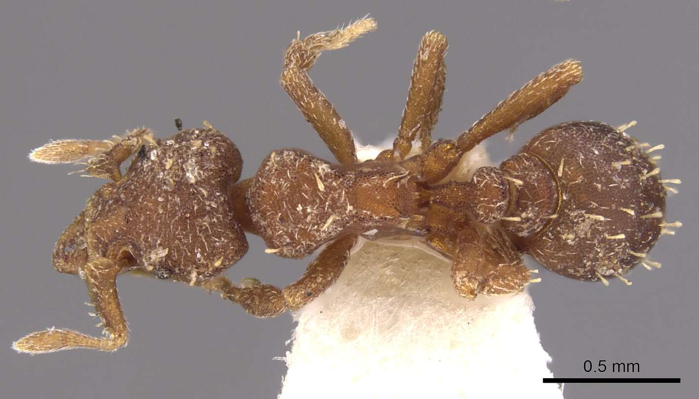 Image of Octostruma