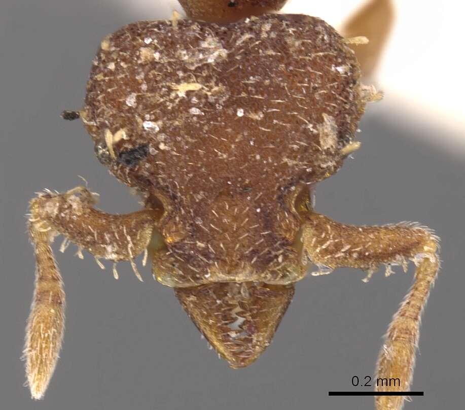 Image of Octostruma