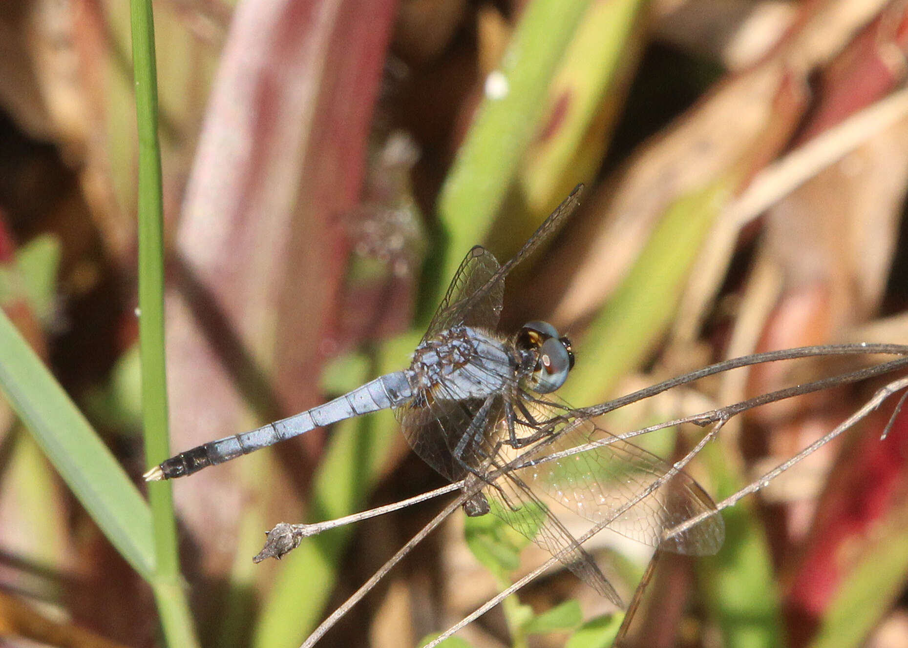 Image of Little Blue Dragonlet