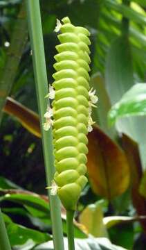 Image of rattlesnake plant