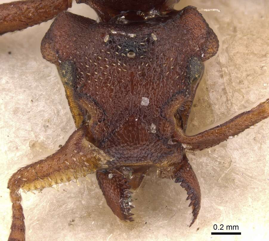 Image de Eurhopalothrix