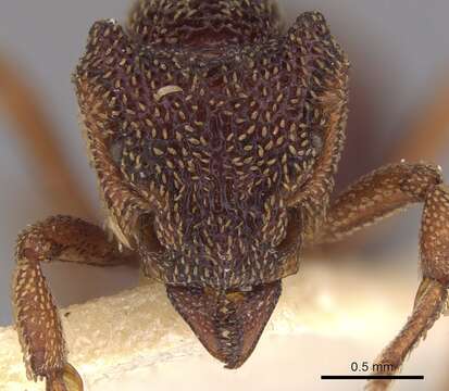 Image of Eurhopalothrix insidiatrix Taylor 1980