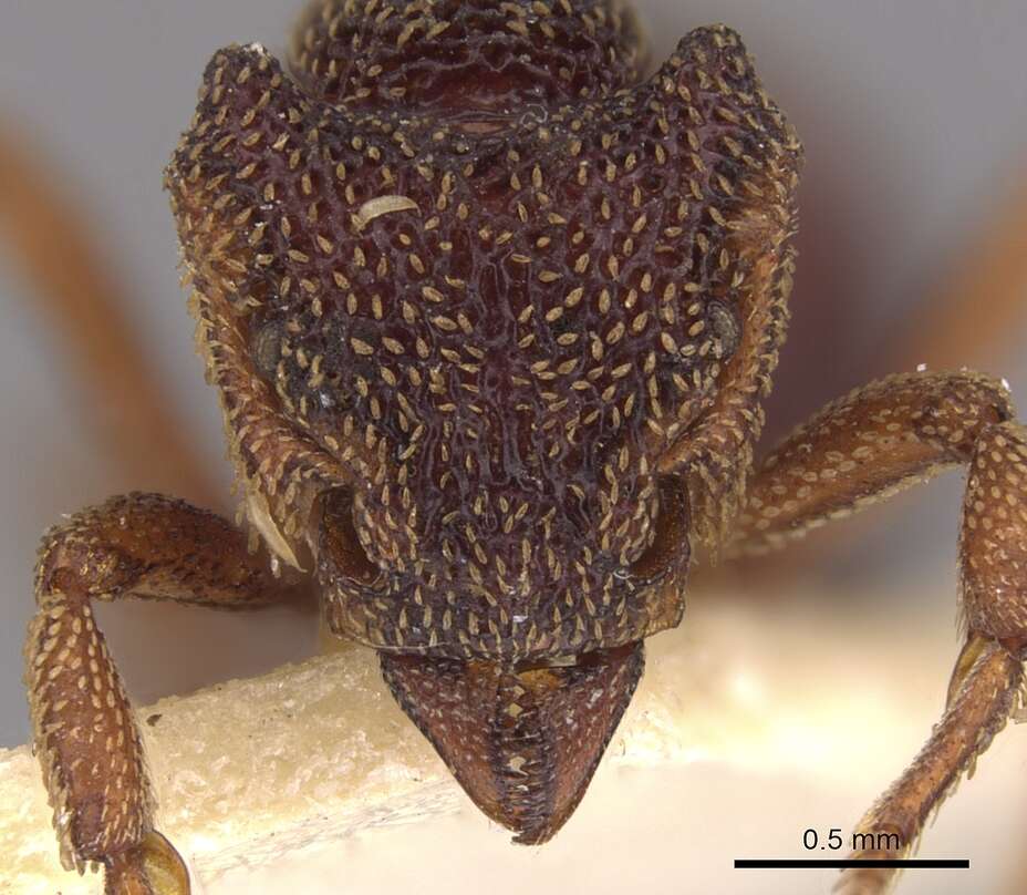 Image of Eurhopalothrix insidiatrix Taylor 1980