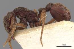 Image of Eurhopalothrix insidiatrix Taylor 1980