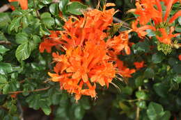 Image of Cape honeysuckle