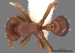 Image of Eurhopalothrix jennya Taylor 1990