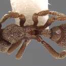 صورة Eurhopalothrix heliscata Wilson & Brown 1985