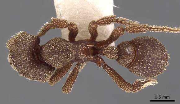 Image of Eurhopalothrix heliscata Wilson & Brown 1985