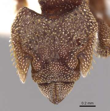 Image of Eurhopalothrix heliscata Wilson & Brown 1985