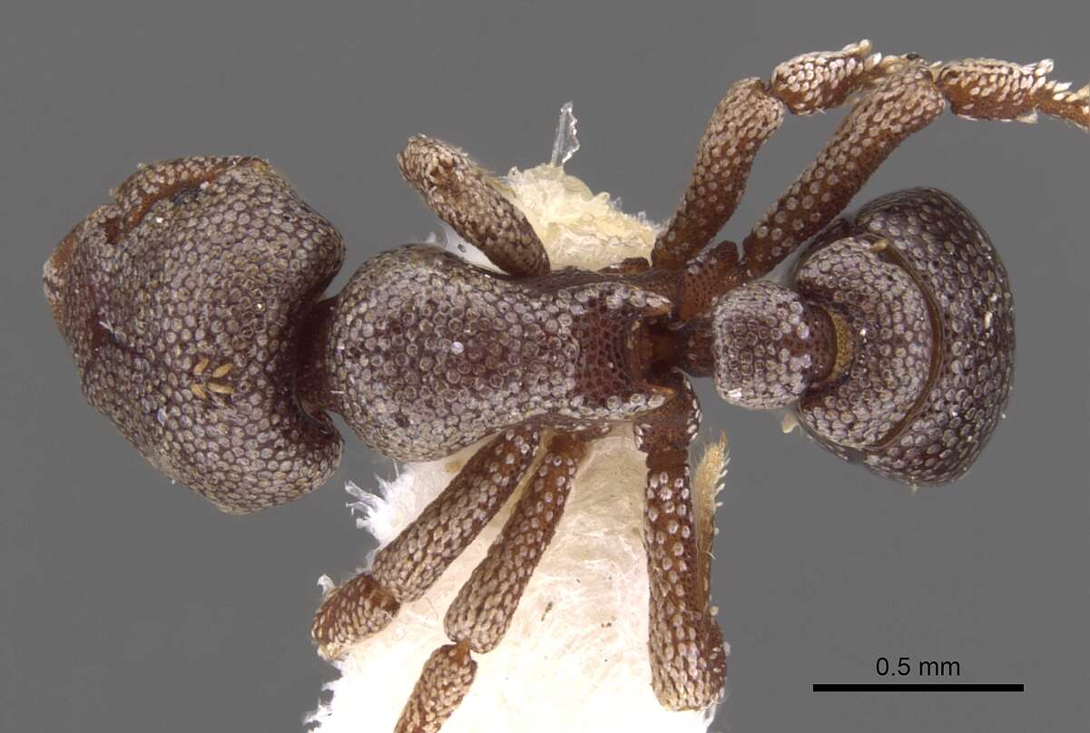 Image of Eurhopalothrix platisquama Taylor 1990