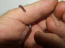 Image of long-beaked Blind Snake