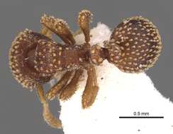 Image of Calyptomyrmex kaurus Bolton 1981